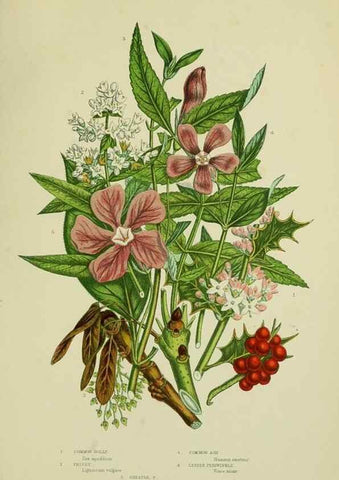Reproducción/Reproduction 8516308074: The flowering plants, grasses, sedges, & ferns of Great Britain. London,F. Warne,1905.