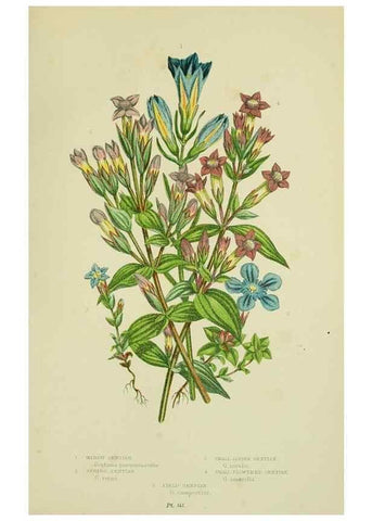 Reproducción/Reproduction 8515193665: The flowering plants, grasses, sedges, & ferns of Great Britain. London,F. Warne,1905.