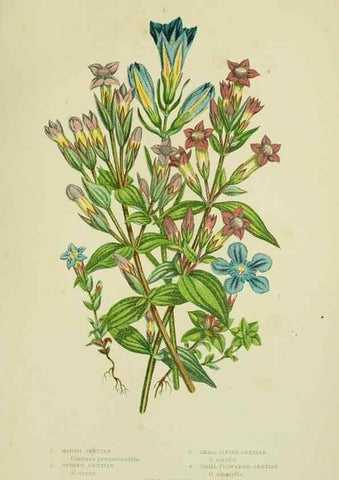 Reproducción/Reproduction 8515193665: The flowering plants, grasses, sedges, & ferns of Great Britain. London,F. Warne,1905.