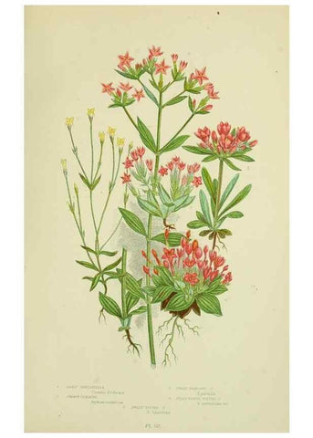 Reproducción/Reproduction 8516309336: The flowering plants, grasses, sedges, & ferns of Great Britain. London,F. Warne,1905.