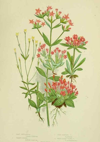 Reproducción/Reproduction 8516309336: The flowering plants, grasses, sedges, & ferns of Great Britain. London,F. Warne,1905.