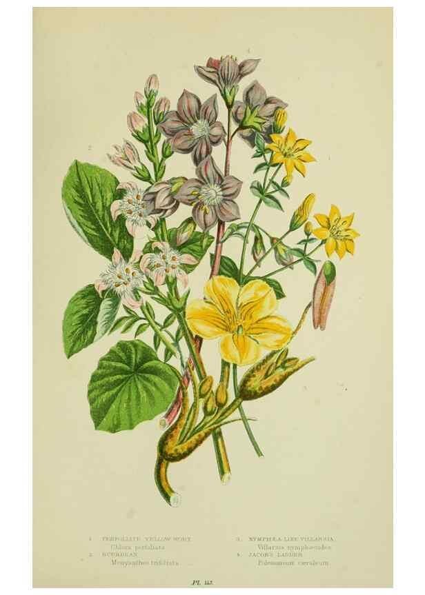 Reproducción/Reproduction 8515194819: The flowering plants, grasses, sedges, & ferns of Great Britain. London,F. Warne,1905.