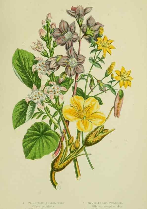 Reproducción/Reproduction 8515194819: The flowering plants, grasses, sedges, & ferns of Great Britain. London,F. Warne,1905.