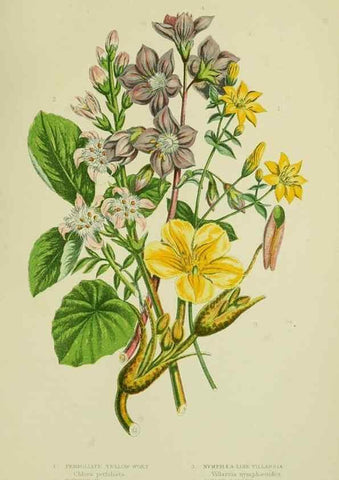 Reproducción/Reproduction 8515194819: The flowering plants, grasses, sedges, & ferns of Great Britain. London,F. Warne,1905.