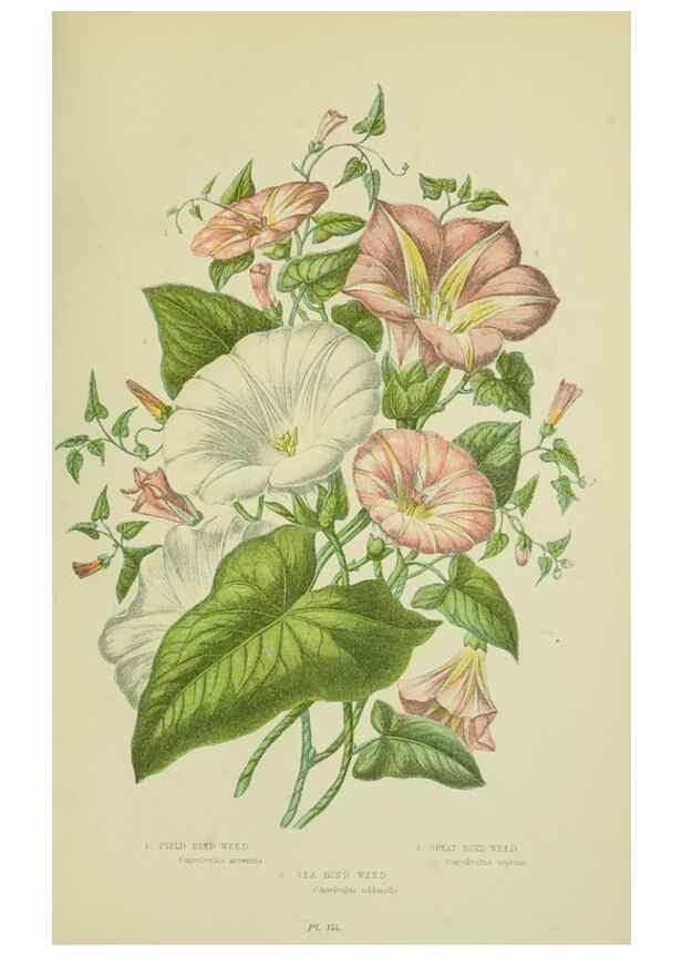 Reproducción/Reproduction 8516310662: The flowering plants, grasses, sedges, & ferns of Great Britain. London,F. Warne,1905.
