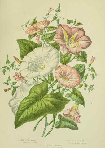 Reproducción/Reproduction 8516310662: The flowering plants, grasses, sedges, & ferns of Great Britain. London,F. Warne,1905.