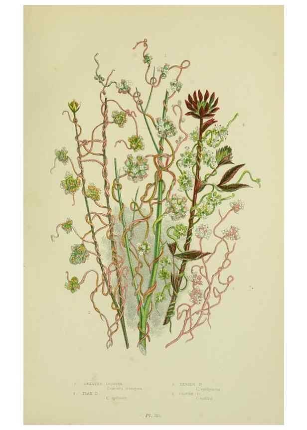 Reproducción/Reproduction 8515196399: The flowering plants, grasses, sedges, & ferns of Great Britain. London,F. Warne,1905.
