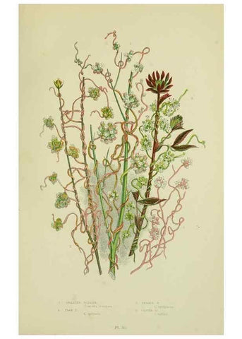Reproducción/Reproduction 8515196399: The flowering plants, grasses, sedges, & ferns of Great Britain. London,F. Warne,1905.