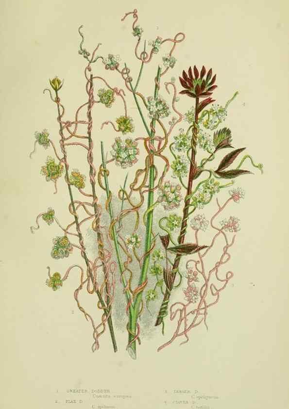 Reproducción/Reproduction 8515196399: The flowering plants, grasses, sedges, & ferns of Great Britain. London,F. Warne,1905.