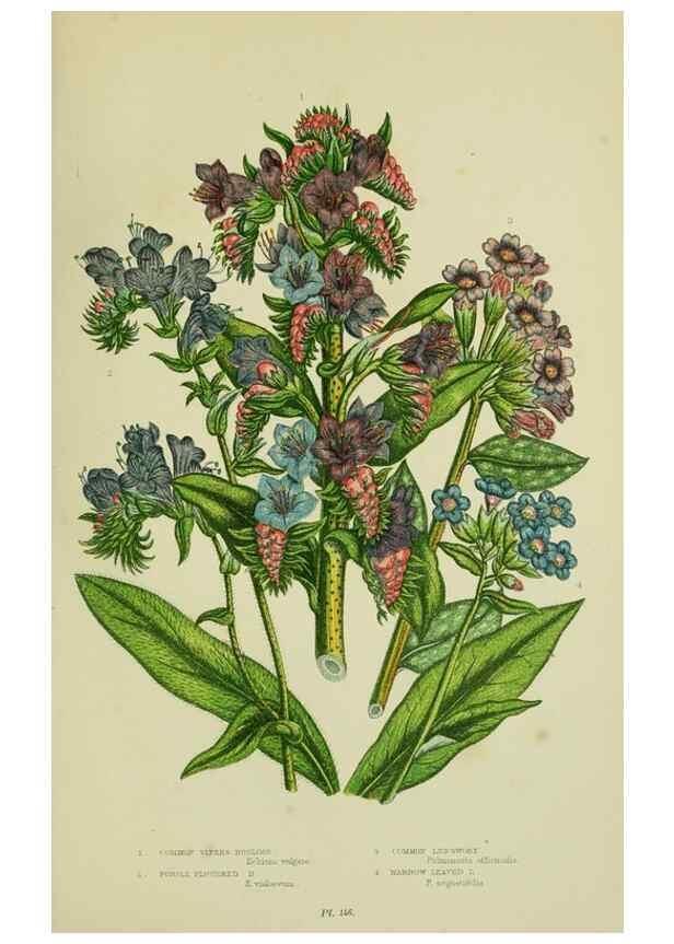 Reproducción/Reproduction 8515197061: The flowering plants, grasses, sedges, & ferns of Great Britain. London,F. Warne,1905.
