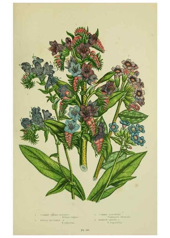 Reproducción/Reproduction 8515197061: The flowering plants, grasses, sedges, & ferns of Great Britain. London,F. Warne,1905.