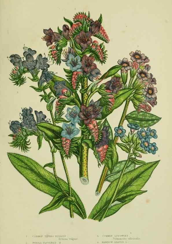 Reproducción/Reproduction 8515197061: The flowering plants, grasses, sedges, & ferns of Great Britain. London,F. Warne,1905.