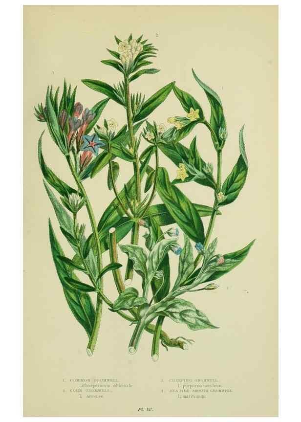 Reproducción/Reproduction 8515197681: The flowering plants, grasses, sedges, & ferns of Great Britain. London,F. Warne,1905.