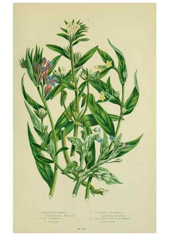 Reproducción/Reproduction 8515197681: The flowering plants, grasses, sedges, & ferns of Great Britain. London,F. Warne,1905.