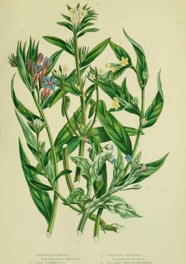 Reproducción/Reproduction 8515197681: The flowering plants, grasses, sedges, & ferns of Great Britain. London,F. Warne,1905.
