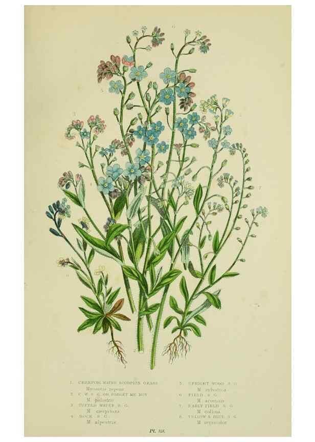 Reproducción/Reproduction 8515198331: The flowering plants, grasses, sedges, & ferns of Great Britain. London,F. Warne,1905.