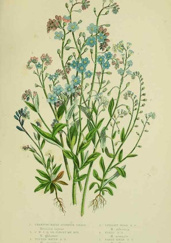 Reproducción/Reproduction 8515198331: The flowering plants, grasses, sedges, & ferns of Great Britain. London,F. Warne,1905.