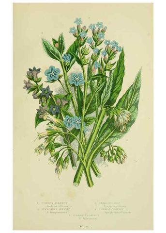Reproducción/Reproduction 8515199145: The flowering plants, grasses, sedges, & ferns of Great Britain. London,F. Warne,1905.