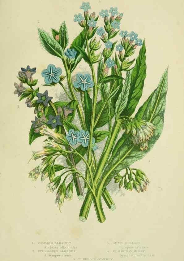 Reproducción/Reproduction 8515199145: The flowering plants, grasses, sedges, & ferns of Great Britain. London,F. Warne,1905.