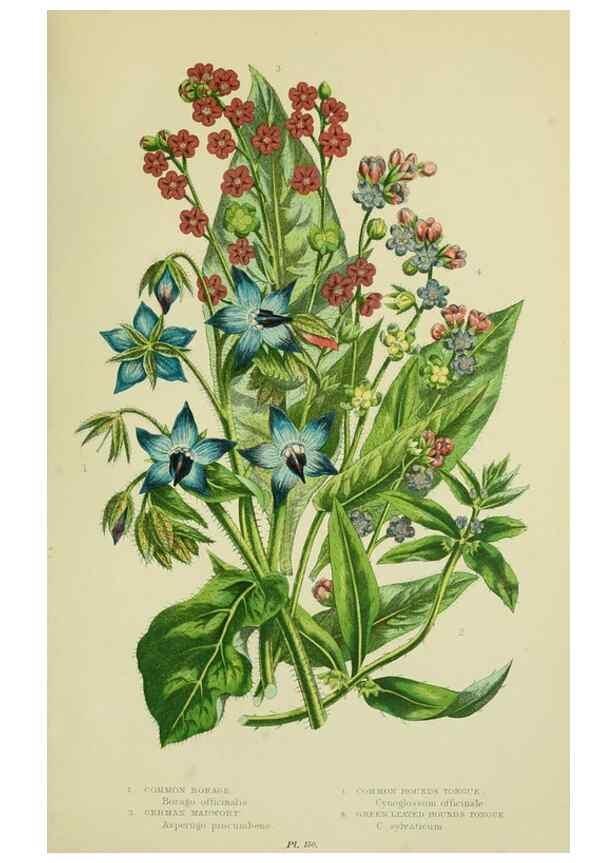 Reproducción/Reproduction 8515199817: The flowering plants, grasses, sedges, & ferns of Great Britain. London,F. Warne,1905.