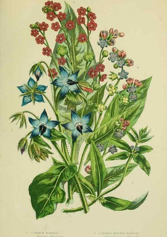 Reproducción/Reproduction 8515199817: The flowering plants, grasses, sedges, & ferns of Great Britain. London,F. Warne,1905.