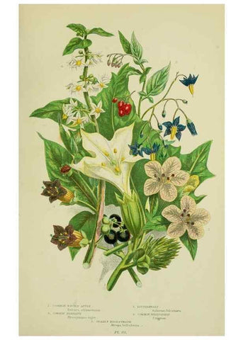 Reproducción/Reproduction 8516315280: The flowering plants, grasses, sedges, & ferns of Great Britain. London,F. Warne,1905.