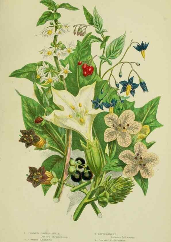 Reproducción/Reproduction 8516315280: The flowering plants, grasses, sedges, & ferns of Great Britain. London,F. Warne,1905.