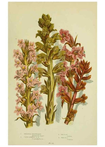 Reproducción/Reproduction 8515200975: The flowering plants, grasses, sedges, & ferns of Great Britain. London,F. Warne,1905.