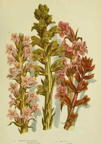 Reproducción/Reproduction 8515200975: The flowering plants, grasses, sedges, & ferns of Great Britain. London,F. Warne,1905.