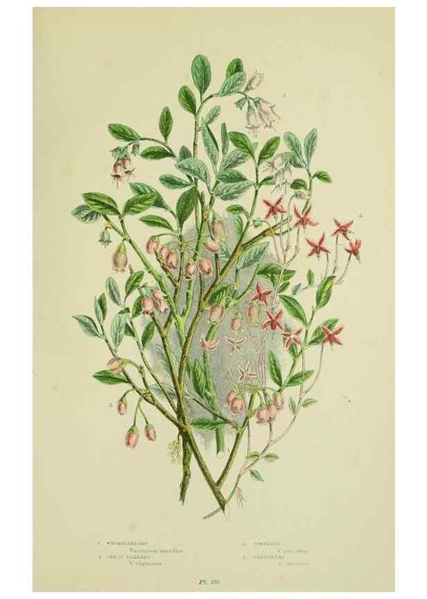 Reproducción/Reproduction 8516249218: The flowering plants, grasses, sedges, & ferns of Great Britain. London,F. Warne,1905.