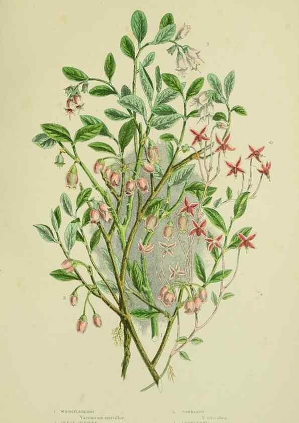 Reproducción/Reproduction 8516249218: The flowering plants, grasses, sedges, & ferns of Great Britain. London,F. Warne,1905.