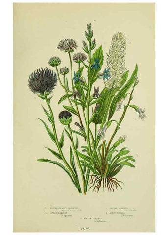 Reproducción/Reproduction 8515132881: The flowering plants, grasses, sedges, & ferns of Great Britain. London,F. Warne,1905.