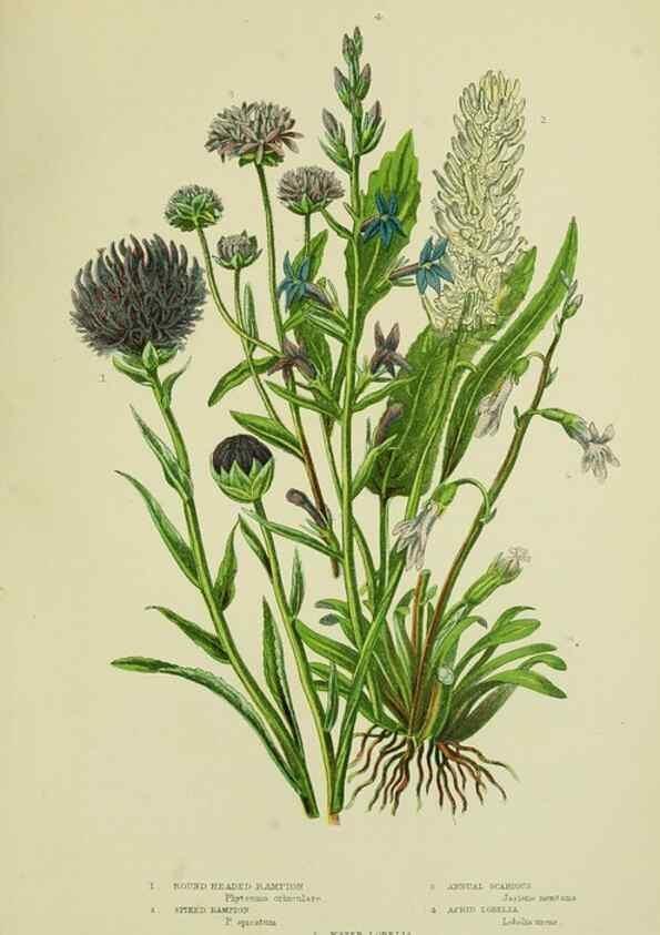 Reproducción/Reproduction 8515132881: The flowering plants, grasses, sedges, & ferns of Great Britain. London,F. Warne,1905.
