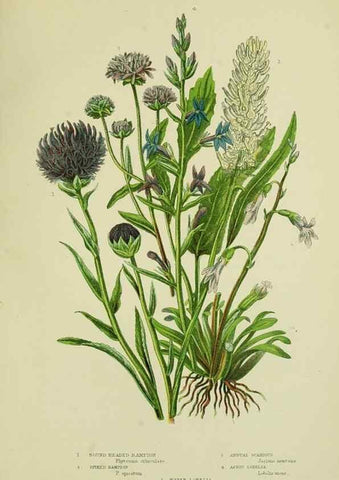 Reproducción/Reproduction 8515132881: The flowering plants, grasses, sedges, & ferns of Great Britain. London,F. Warne,1905.