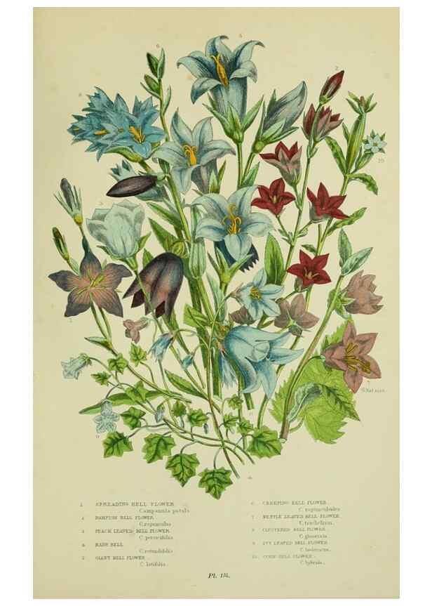 Reproducción/Reproduction 8516247540: The flowering plants, grasses, sedges, & ferns of Great Britain. London,F. Warne,1905.