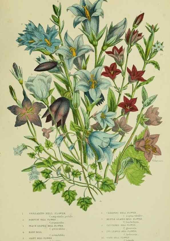 Reproducción/Reproduction 8516247540: The flowering plants, grasses, sedges, & ferns of Great Britain. London,F. Warne,1905.