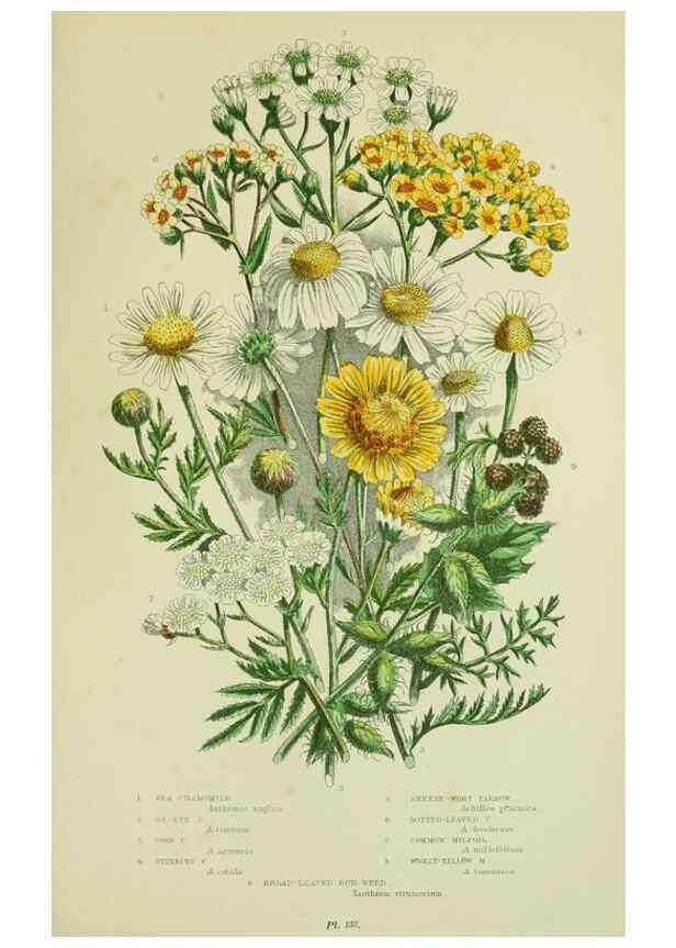 Reproducción/Reproduction 8515131569: The flowering plants, grasses, sedges, & ferns of Great Britain. London,F. Warne,1905.