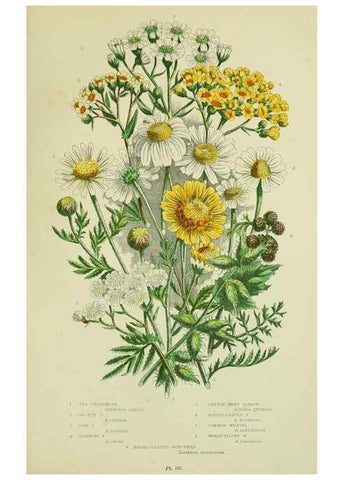 Reproducción/Reproduction 8515131569: The flowering plants, grasses, sedges, & ferns of Great Britain. London,F. Warne,1905.