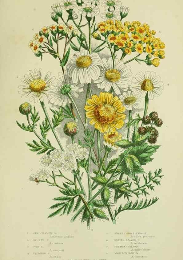 Reproducción/Reproduction 8515131569: The flowering plants, grasses, sedges, & ferns of Great Britain. London,F. Warne,1905.