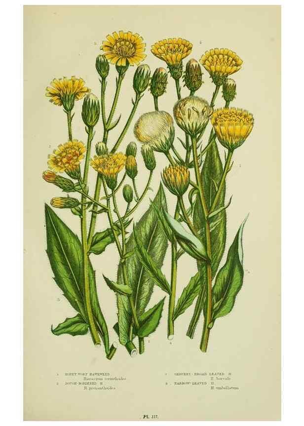 Reproducción/Reproduction 8516235482: The flowering plants, grasses, sedges, & ferns of Great Britain. London,F. Warne,1905.