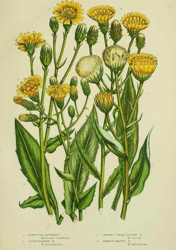 Reproducción/Reproduction 8516235482: The flowering plants, grasses, sedges, & ferns of Great Britain. London,F. Warne,1905.