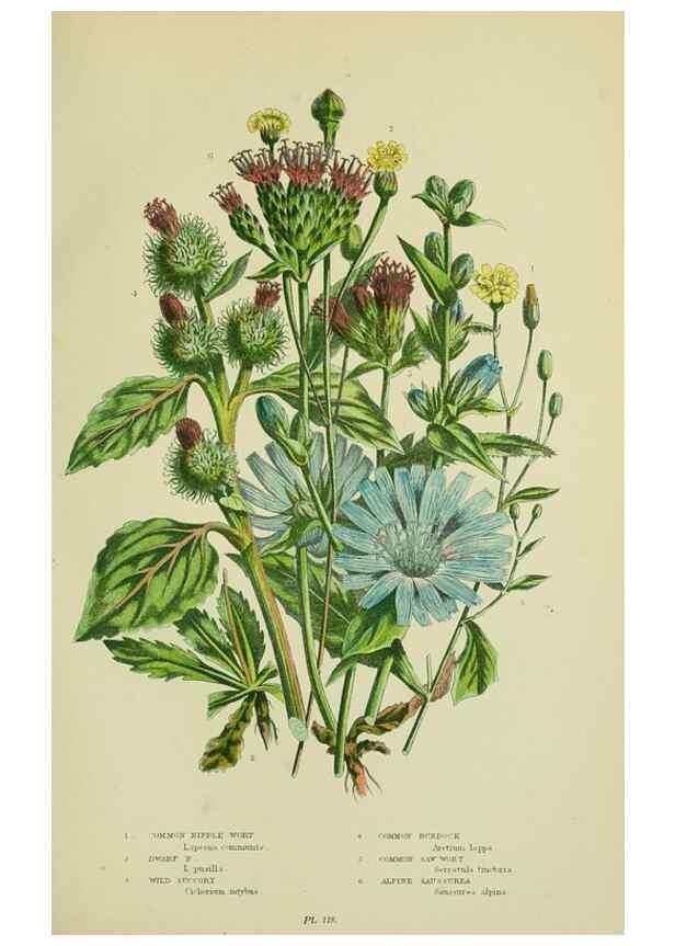 Reproducción/Reproduction 8515121167: The flowering plants, grasses, sedges, & ferns of Great Britain. London,F. Warne,1905.