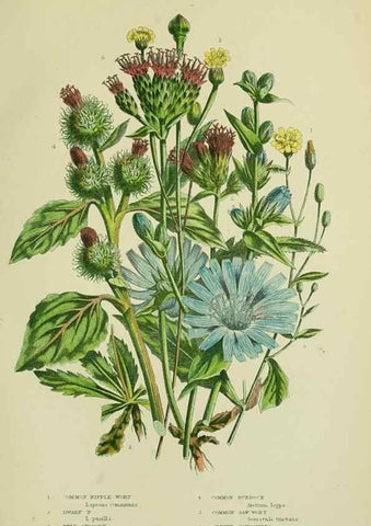 Reproducción/Reproduction 8515121167: The flowering plants, grasses, sedges, & ferns of Great Britain. London,F. Warne,1905.