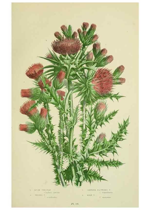 Reproducción/Reproduction 8515121983: The flowering plants, grasses, sedges, & ferns of Great Britain. London,F. Warne,1905.
