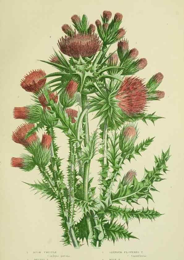 Reproducción/Reproduction 8515121983: The flowering plants, grasses, sedges, & ferns of Great Britain. London,F. Warne,1905.