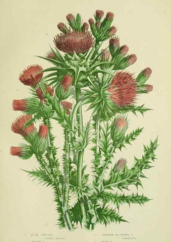 Reproducción/Reproduction 8515121983: The flowering plants, grasses, sedges, & ferns of Great Britain. London,F. Warne,1905.