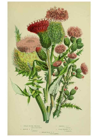 Reproducción/Reproduction 8516237524: The flowering plants, grasses, sedges, & ferns of Great Britain. London,F. Warne,1905.