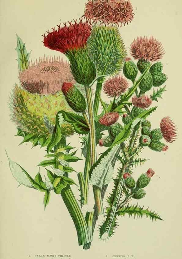Reproducción/Reproduction 8516237524: The flowering plants, grasses, sedges, & ferns of Great Britain. London,F. Warne,1905.