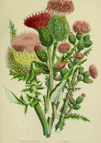 Reproducción/Reproduction 8516237524: The flowering plants, grasses, sedges, & ferns of Great Britain. London,F. Warne,1905.