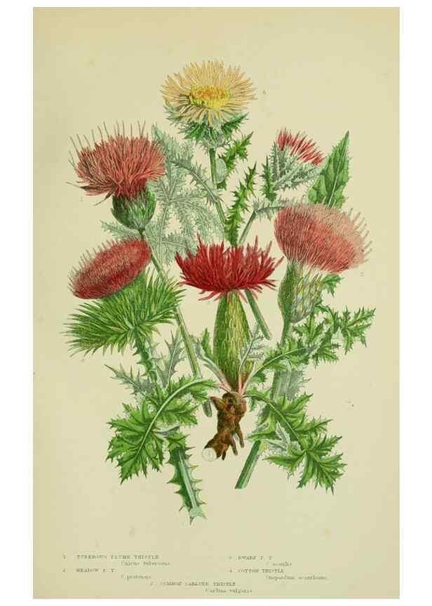 Reproducción/Reproduction 8515123387: The flowering plants, grasses, sedges, & ferns of Great Britain. London,F. Warne,1905.